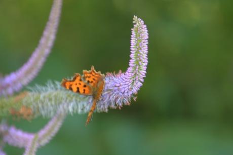 veronicastrum romi 16 juil 2014 092.jpg