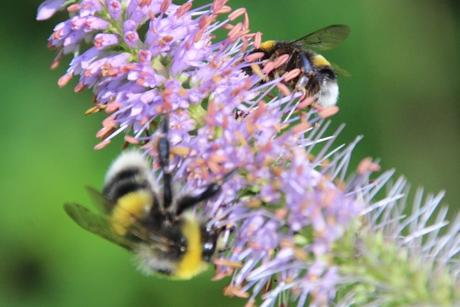 veronicastrum romi 16 juil 2014 005 (10).jpg