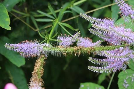 7 veronicastrum romi 5 août 2016 073.jpg