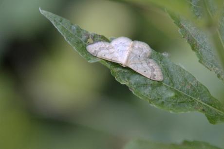 veronicastrum romi 16 juil 2014 077 (2).jpg