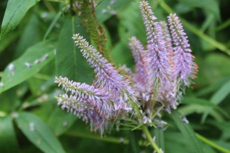 6 veronicastrum romi 5 août 2016 074.jpg