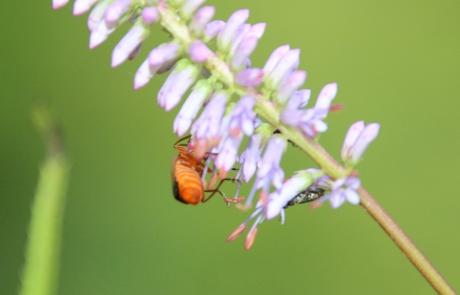 veronicastrum romi 16 juil 2014 005 (6).jpg