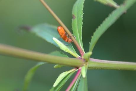 veronicastrum romi 16 juil 2014 005 (7).jpg