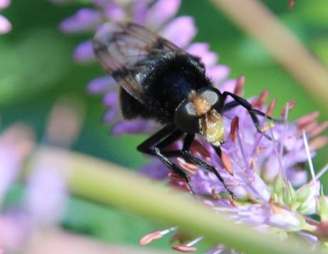 veronicastrum rec romi 16 juil 2014 005 (11).jpg