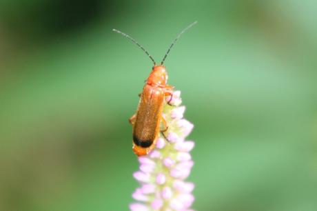 veronicastrum romi 16 juil 2014 005 (15).jpg