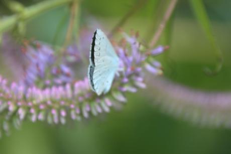 veronicastrum romi 16 juil 2014 005 (9).jpg