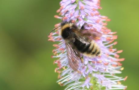 veronicastrum romi 23 juil 2014 005 (2).jpg