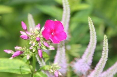 8 phlox romi 19 juil 2015 177.jpg