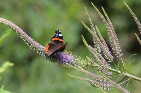 veronicastrum romi 13 juil 2015 009 (2).jpg