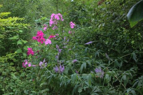 4 phlox veronicastrum romi 5 août 2016 068.jpg
