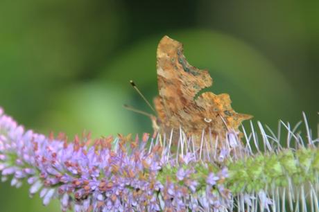 veronicastrum romi 16 juil 2014 005 (5).jpg