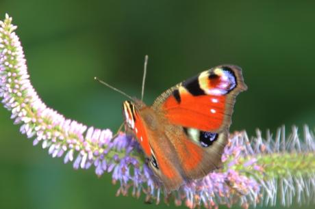 veronicastrum romi 16 juil 2014 005 (2).jpg