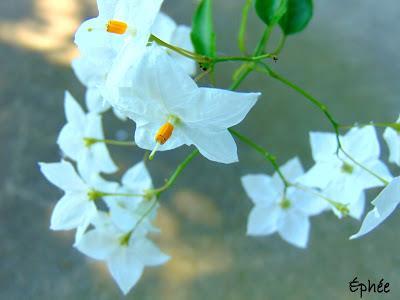 Grilled cheese à l'indienne ...