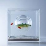 waterscape-hakura-misawa-aquarium-blog-espritdesign-7
