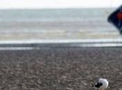 Aytré (17) mouettes pollution l'eau, sait-on exactement