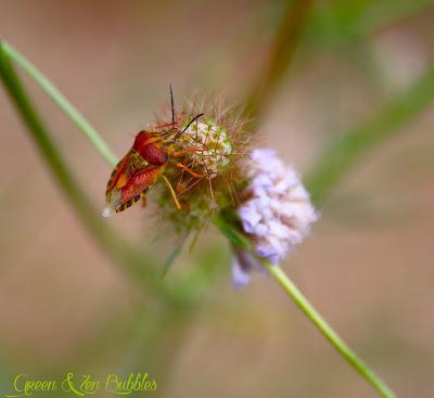 Les beautés particulières du jardin