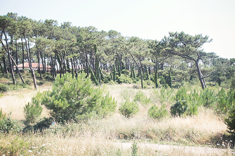 ≈ ANGLET VIBES ≈ ≈ ANGLET VIBES ≈