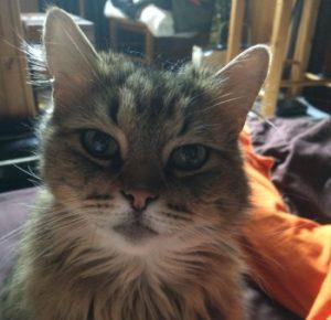 Morts sur la route et sécurité des enfants