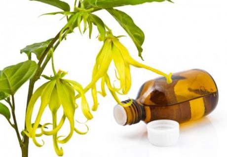 A la découverte de l’huile essentielle de Ylang Ylang