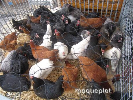 France - Le comice Agricole - les animaux