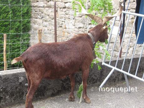 France - Le comice Agricole - les animaux