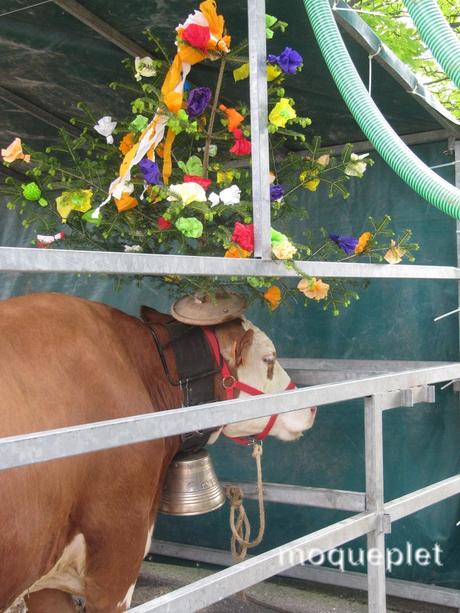 France - Le comice Agricole - les animaux