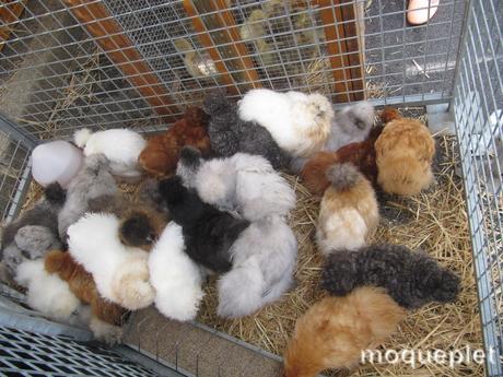 France - Le comice Agricole - les animaux