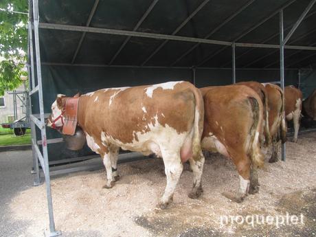 France - Le comice Agricole - les animaux