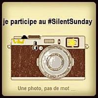 Silent Sunday 6