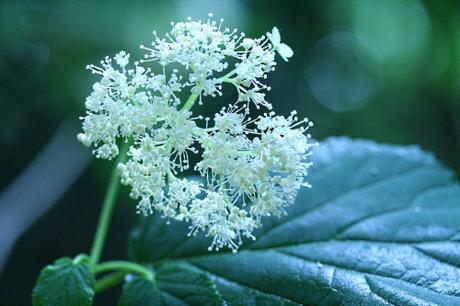 4 arborescens inflo epa 14 juil  2010 p 024.jpg