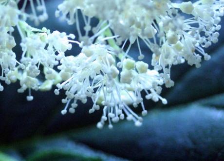 5 arborescens fl 14 juil  2010 018.jpg