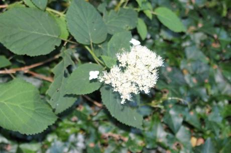 1 hydrangea radiata veneux 18 juil 2016 023.jpg