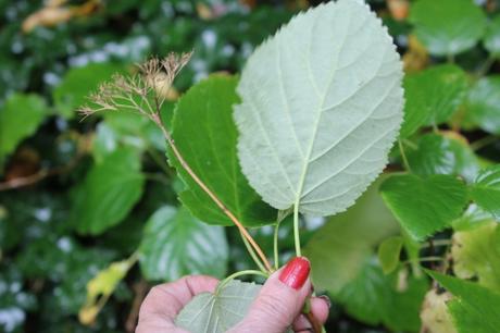 8 arborescens radiata 1 nov 2012 003.jpg