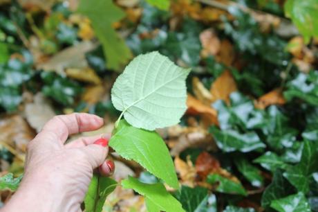 9 arborescens radiata 1 nov 2012 002.jpg