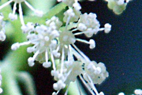 6 arborescens fl fert 14 juil  2010 pp 012.jpg