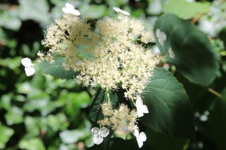 3 hydrangea radiata veneux 18 juil 2016 035.jpg