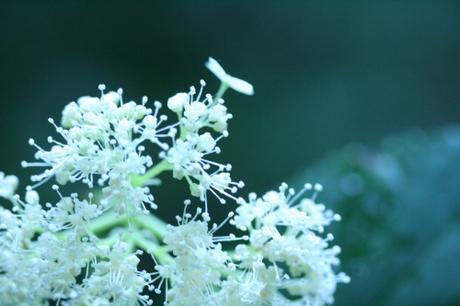 7 arborescens 14 juil  2010 029.jpg