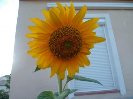 jardin,saison,été,plante,semis,tournesol