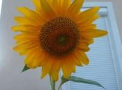 TOURNESOL pied terrasse