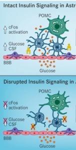 OBÉSITÉ: Les astrocytes en cause dans l'addiction au sucre – Cell