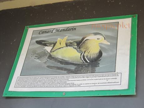 France - balade du 29 juin - 1 - le foie gras