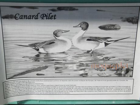 France - balade du 29 juin - 1 - le foie gras