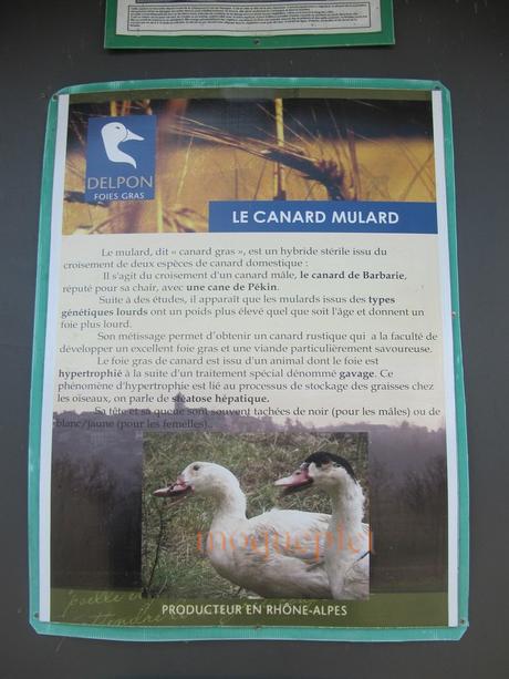 France - balade du 29 juin - 1 - le foie gras