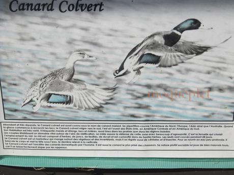 France - balade du 29 juin - 1 - le foie gras