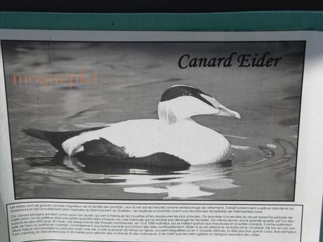 France - balade du 29 juin - 1 - le foie gras