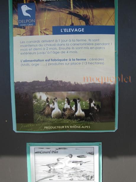 France - balade du 29 juin - 1 - le foie gras