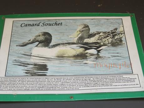 France - balade du 29 juin - 1 - le foie gras