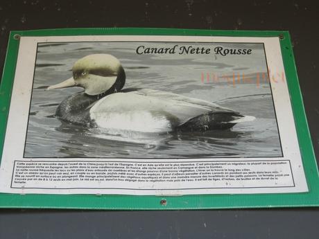 France - balade du 29 juin - 1 - le foie gras