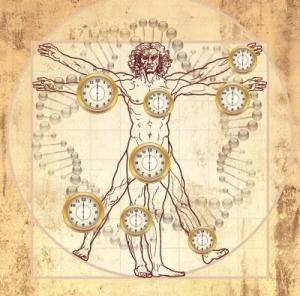 INFECTION: Est-on plus vulnérable à certains moments de la journée ? – PNAS