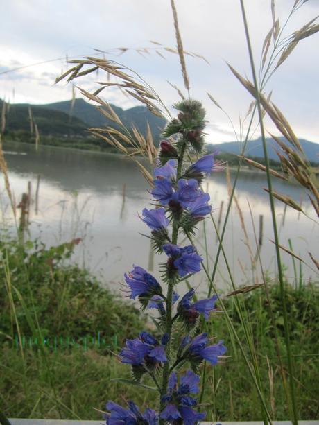 France - le lac de Barre sous un ciel gris